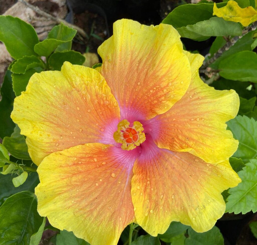 Hybrid Hibiscus Grafted Plant With Pot Online Plants Flowers