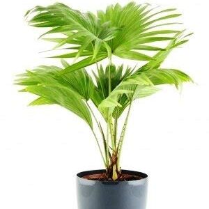 China Palm Plant – with Pot