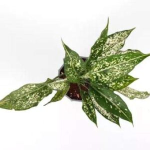 Silver Aglaonema Plant – with Pot