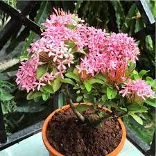 Ixora Pink Natural Plant with Pot