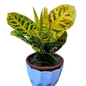 Croton Petra Plant(Yellow) with Pot