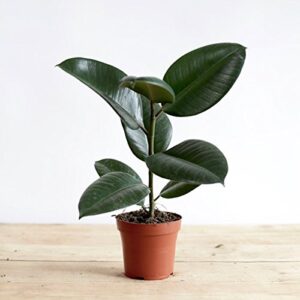 Rubber Plant – with Pot