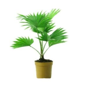 China Palm Plant – with Pot