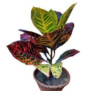 Croton Plant Variegatum with Pot