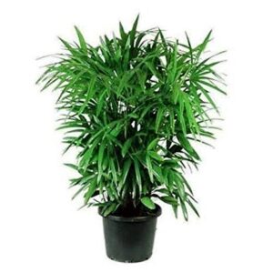 Raphis Palm Plant – with Pot