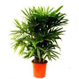 Raphis Palm Plant – with Pot