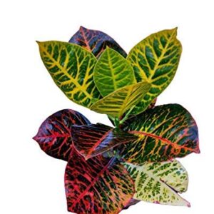 Croton Plant Variegatum with Pot