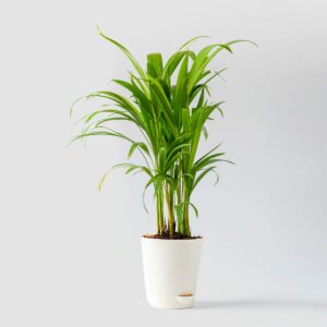 Areca Palm Plant – with Self Watering Pot