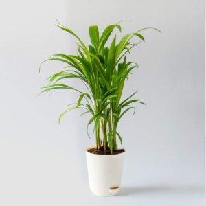 Areca Palm Plant – with Self Watering Pot