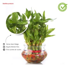 Nurturing green Lucky bamboo plant with Pot