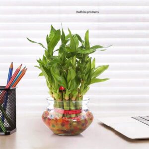 Nurturing green Lucky bamboo plant with Pot