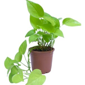 Golden Money Plant with Pot