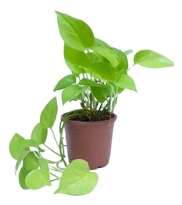 Golden Money Plant with Pot