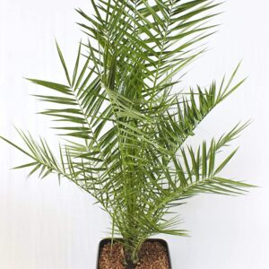 Phoenix Palm Plant – with Pot