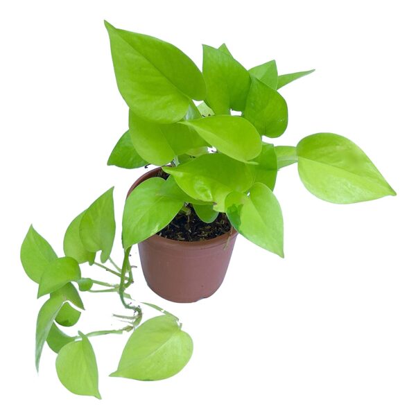 Golden Money Plant with Pot - Image 3