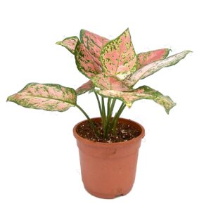 Pink Aglaonema Plant – with Pot