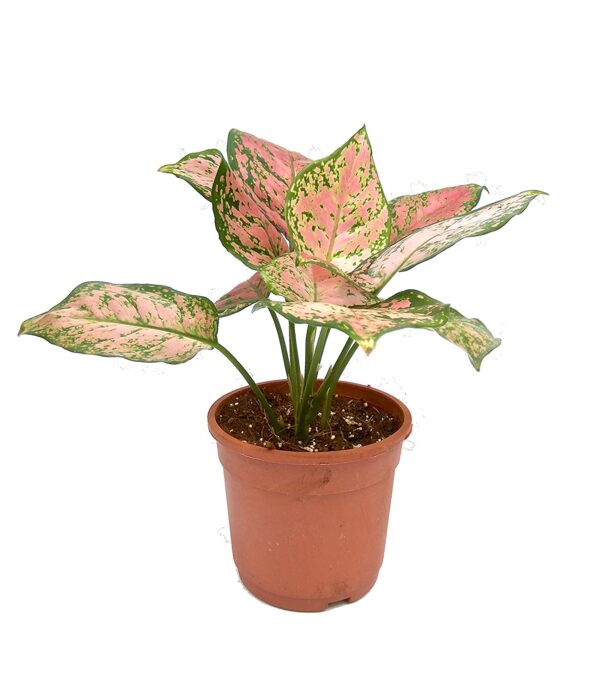 Pink Aglaonema Plant - with Pot