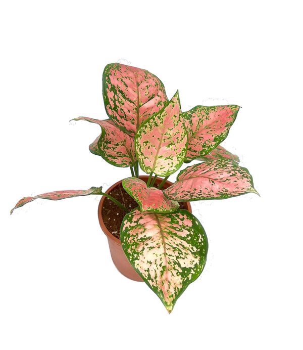 Pink Aglaonema Plant - with Pot - Image 3