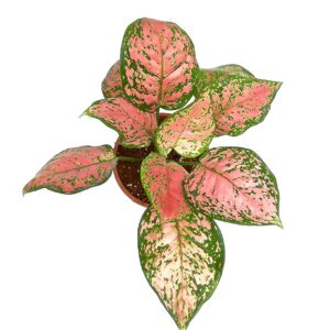 Pink Aglaonema Plant – with Pot