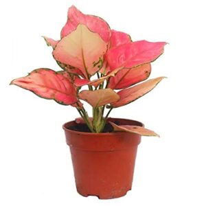 Aglaonema Lady Valentine, Aglaonema Anyamanee(Dark Pink)- with Pot