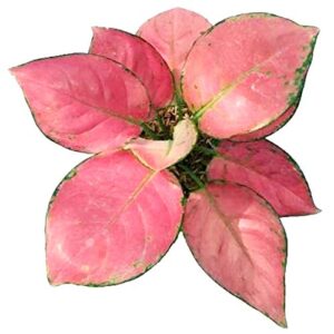 Aglaonema Lady Valentine, Aglaonema Anyamanee(Dark Pink)- with Pot