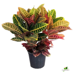 Croton Variegatum Plant – with 10 inch Pot