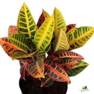 Croton Variegatum Plant – with 8 inch Pot