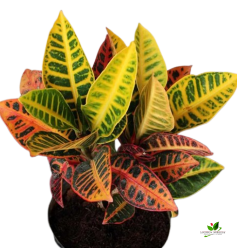 Croton Variegatum Plant - with 8 inch Pot - Image 2
