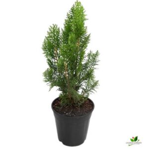 Morpankhi, Thuja Compacta Plant – with Pot