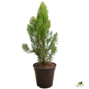 Morpankhi, Thuja Compacta Plant – with Pot