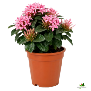 Ixora Pink Flower Plant – with Pot