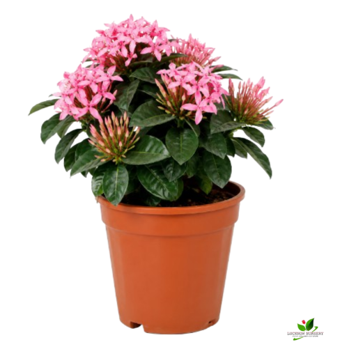 Ixora (Yellow, Pink) Flower plant Combo Pack of 2 - with Pot - Image 3