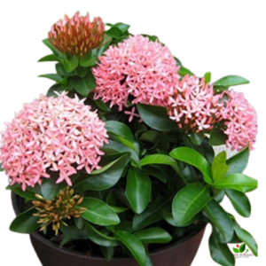 Ixora Pink Flower Plant – with Pot
