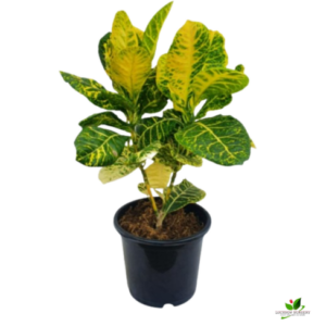 Croton Petra (Yellow) Plant – with 8 inch Pot