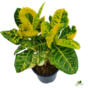 Croton Petra (Yellow) Plant – with 10 inch Pot