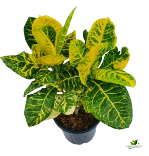 Croton Petra (Yellow) Plant - with 10 inch Pot - Image 2
