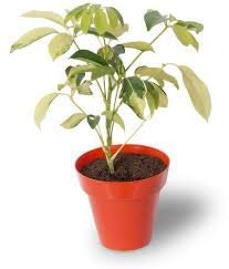 Saplera Natural Plant – with Pot