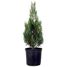 Green Juniper Ornamental Plant/Junipers Plant with Pot