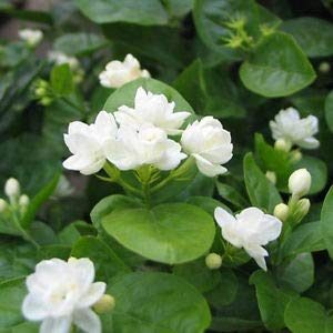 Jasmine Plant Motiya/Mogra Aromatic Gardening Flowering Plant – with Decorative Pot