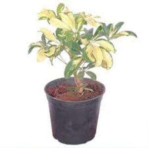 Dwarf Saplera Yellow leaves Plant – with Pot