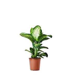 Dieffenbachia seguine ‘Tropic Snow’ Plant – with Pot