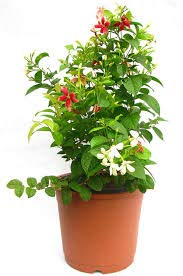 Madhumalti Dwarf, Rangoon Creeper Natural Plant – with Pot