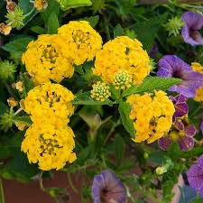 Yellow Lantana Flower Plant/Butterfly Flower Plant – with Pot