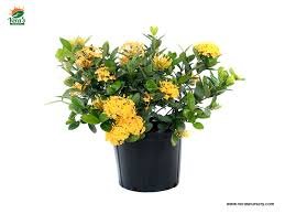 Ixora Yellow Flower Plant with Pot