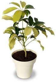 Saplera Natural Plant – with Pot