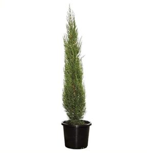 Pencil Pine Plant – with Pot