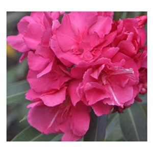 Nerium Oleander Dwarf Flower Plant – In Ceramic Pot