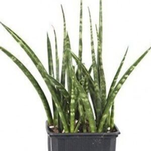 Sansevieria Cylindrica, Snake Plant with Pot