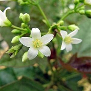 White Jatropha Flower Plant – with Pot