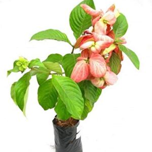 Pink Mussaenda plant